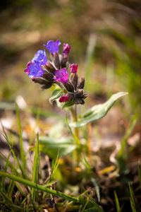 Close-up of purple flowering plant on field