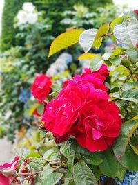 Close-up of pink rose plant