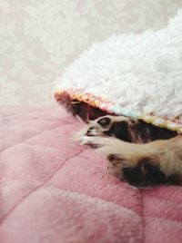 Dog resting on bed at home