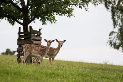 View of deer on field