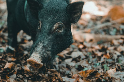 Close-up of lizard on field