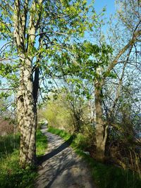 Road amidst trees in forest