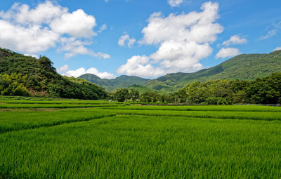 Scenic view of agricultural field against sky