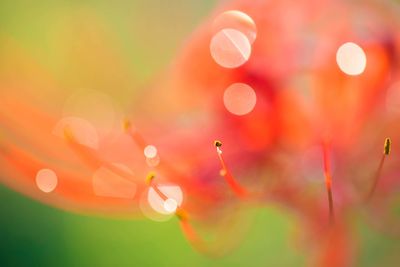 Close-up of water drops on flowering plant