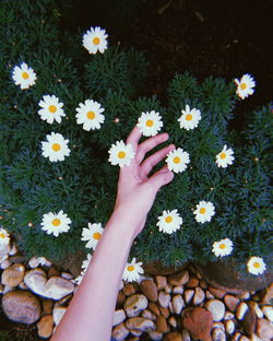 High angle view of hand holding white daisy flowers