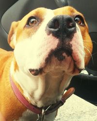 Close-up portrait of dog sticking out tongue