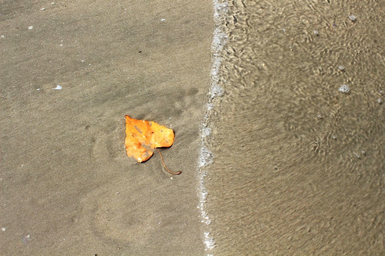 HIGH ANGLE VIEW OF AUTUMN LEAF ON WET SAND