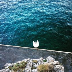 High angle view of seagull on rock