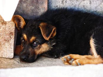 German shepherd puppy