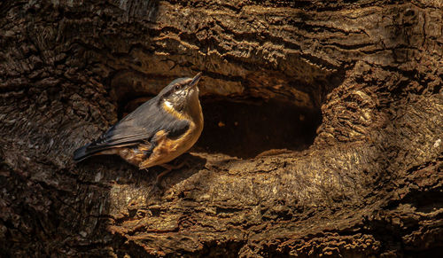 Close-up of bird perching on tree trunk