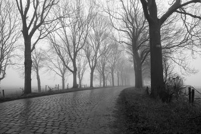 Empty road along bare trees