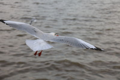 Seagull flying over sea