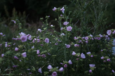 Close-up of purple flowers blooming outdoors