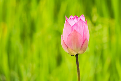 Close-up of pink water lily