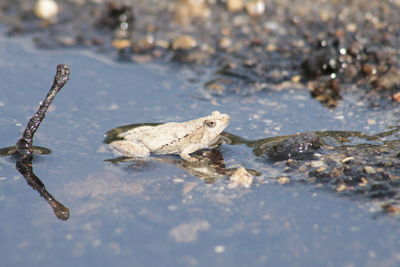 Close-up of turtle in water