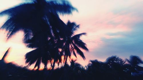 Low angle view of palm trees against sky