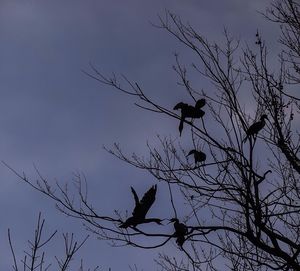 Low angle view of birds perching on tree