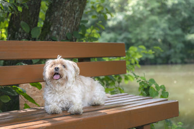 Dog sticking out tongue while sitting on bench against trees in park