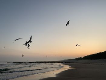 Birds flying over beach 