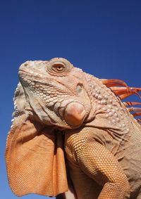 Low angle view of a lizard against blue sky
