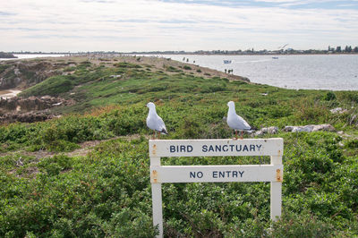 Seagulls perching on sign by sea against sky