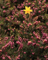 Close-up of pink flowering plants on field