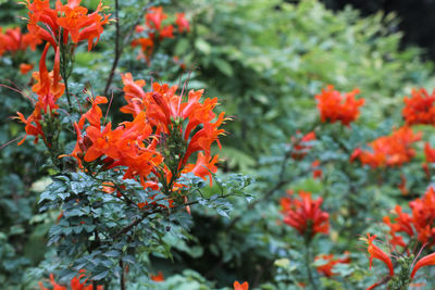 Close-up of orange flowering plants