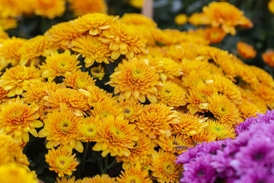 Close-up of yellow flowers