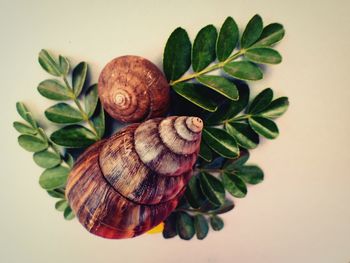 Close-up of snail on leaves over white background