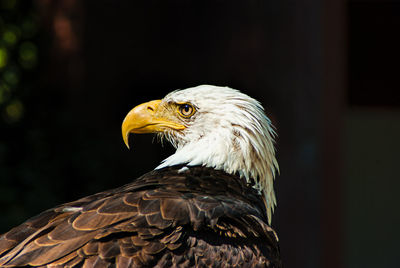 Close-up of eagle