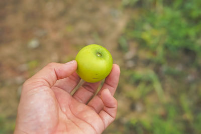 Cropped image of person holding apple