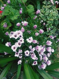 High angle view of pink flowering plants