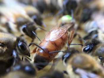 Close-up of insect