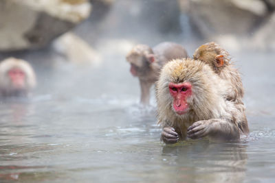 Monkeys swimming in lake