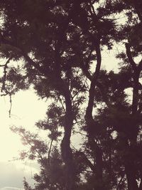 Low angle view of trees in forest against sky