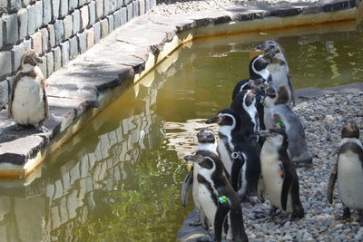 High angle view of penguins on lake