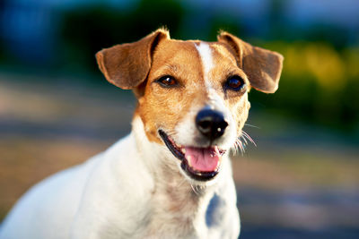 Close-up of portrait dog standing outdoors