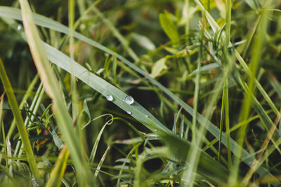 Close-up of wet grass