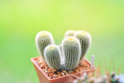 Close-up of succulent plant