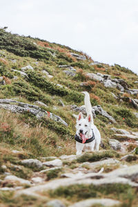 View of a dog on mountain