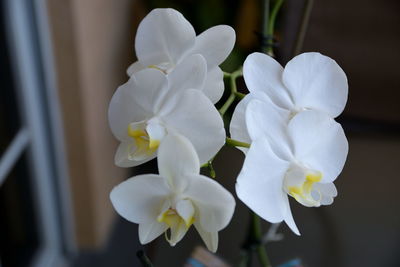Close-up of white flowers blooming outdoors
