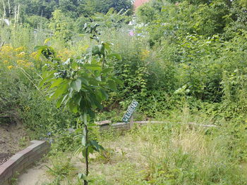 Plants growing on field