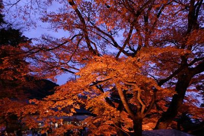 Low angle view of trees against sky