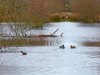 Swans swimming in lake