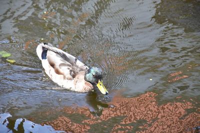 High angle view of duck swimming in lake