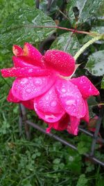 Close-up of pink flower