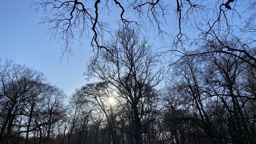 Low angle view of bare trees against sky