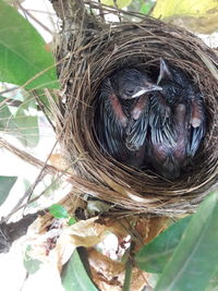 High angle view of bird