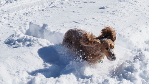 Flying ears