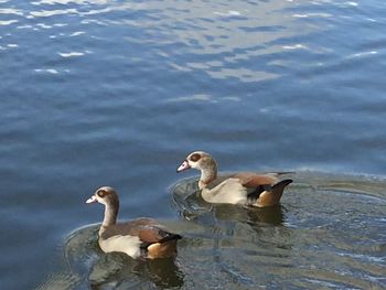 Ducks swimming in lake